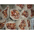 kemasan chestnut segar longgar